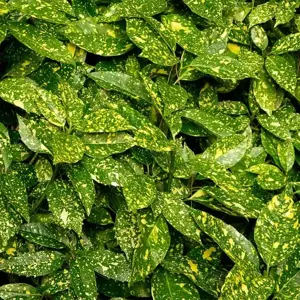 Aucuba 'Crotonifolia'